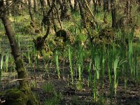 NL, Overijssel, Dinkelland, Agelerbroek 28, Saxifraga-Hans Boll