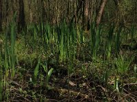 NL, Overijssel, Dinkelland, Agelerbroek 37, Saxifraga-Hans Boll