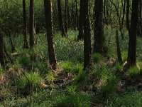 NL, Overijssel, Dinkelland, Agelerbroek 41, Saxifraga-Hans Boll