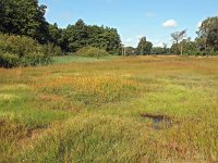 NL, Overijssel, Dinkelland, Mosbeek 3, Saxifraga-Hans Dekker