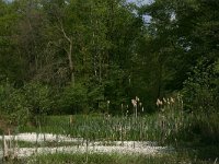 NL, Overijssel, Dinkelland, Voltherbroek 3, Saxifraga-Hans Boll