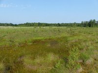 NL, Overijssel, Enschede, Aamsveen 4, Saxifraga-Mark Zekhuis