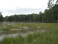 NL, Overijssel, Haaksbergen, Buurserzand, Buursermeertje 10, Saxifraga-Willem van Kruijsbergen