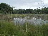 NL, Overijssel, Haaksbergen, Buurserzand, Buursermeertje 6, Saxifraga-Willem van Kruijsbergen