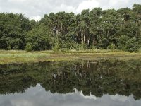 NL, Overijssel, Haaksbergen, Buurserzand, Buursermeertje 9, Saxifraga-Willem van Kruijsbergen