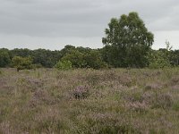 NL, Overijssel, Haaksbergen, Buurserzand, Harreveldschans 1, Saxifraga-Willem van Kruijsbergen