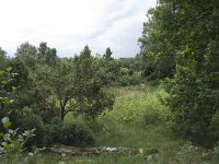 NL, Overijssel, Haaksbergen, Buurserzand, Harreveldschans 10, Saxifraga-Willem van Kruijsbergen