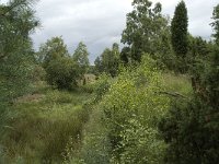 NL, Overijssel, Haaksbergen, Buurserzand, Harreveldschans 13, Saxifraga-Willem van Kruijsbergen