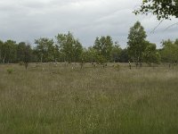 NL, Overijssel, Haaksbergen, Buurserzand, Harreveldschans 15, Saxifraga-Willem van Kruijsbergen