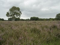 NL, Overijssel, Haaksbergen, Buurserzand, Harreveldschans 17, Saxifraga-Willem van Kruijsbergen