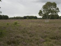 NL, Overijssel, Haaksbergen, Buurserzand, Harreveldschans 18, Saxifraga-Willem van Kruijsbergen