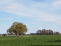 NL, Overijssel, Hardenberg, Holthone 1, Saxifraga-Hans Dekker