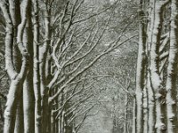 NL, Overijssel, Hardenberg, Oude Rheezerweg 1, Saxifraga-Ab H Baas