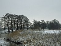 NL, Overijssel, Hardenberg, Oude meander Overijsselse Vecht 1, Saxifraga-Ab H Baas