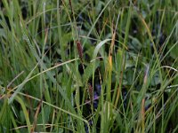 NL, Overijssel, Hardenberg, Rheeze 1, Saxifraga-Hans Boll