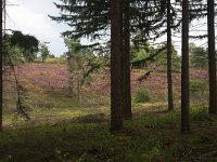 Heathland in Sallandse Heuvelrug National Park, Overijssel, Netherlands  Heathland in Sallandse Heuvelrug National Park, Overijssel, Netherlands : beauty in nature, heather, heathland, national park, nature reserve, NP, Sallandse Heuvelrug, summertime, Dutch, Europe, European, heath, natural, nature, Netherlands, Overijssel, rural landscape, summer