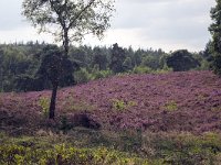 Heathland in Sallandse Heuvelrug National Park, Overijssel, Netherlands  Heathland in Sallandse Heuvelrug National Park, Overijssel, Netherlands : beauty in nature, heather, heathland, national park, nature reserve, NP, Sallandse Heuvelrug, summertime, Dutch, Europe, European, heath, natural, nature, Netherlands, Overijssel, rural landscape, summer