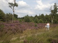 Jannie fietsend op de hei  Sallandse Heuvelrug NP, Overijssel, Netherlands : cycling, elderly woman, heathland, mature woman, NP, national park, Sallandse Heuvelrug, summertime