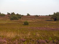 Heathland in Sallandse Heuvelrug National Park, Overijssel, Netherlands  Heathland in Sallandse Heuvelrug National Park, Overijssel, Netherlands : beauty in nature, heather, heathland, national park, nature reserve, NP, Sallandse Heuvelrug, summertime, Dutch, Europe, European, heath, natural, nature, Netherlands, Overijssel, rural landscape, summer