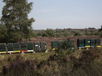 Bijenkasten in heideveld op Sallandse Heuvelrug  Overijssel, Netherlands : beauty in nature, heathland, national park, nature reserve, NP, Sallandse Heuvelrug, summertime, beehive