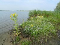 NL, Overijssel, Kampen, IJsselmonding 1, Saxifraga-Mark Zekhuis