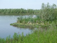 NL, Overijssel, Kampen, IJsselmonding 2, Saxifraga-Mark Zekhuis