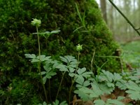 NL, Overijssel, Losser, Smoddebos 11, Saxifraga-Mark Zekhuis