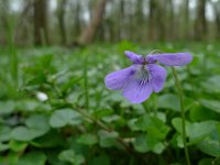 NL, Overijssel, Losser, Smoddebos 12, Saxifraga-Mark Zekhuis