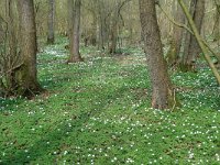 NL, Overijssel, Losser, Smoddebos 3, Saxifraga-Mark Zekhuis