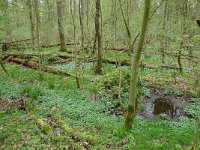 NL, Overijssel, Losser, Smoddebos 7, Saxifraga-Mark Zekhuis