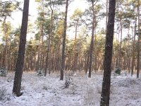 NL, Overijssel, Ommen, Beerze 9, Saxifraga-Mark Zekhuis