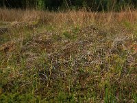 NL, Overijssel, Ommen, Besthemmer Ven 17, Saxifraga-Hans Boll