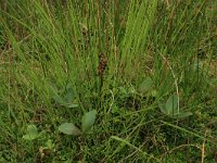 NL, Overijssel, Ommen, Besthemmer Ven 3, Saxifraga-Hans Boll