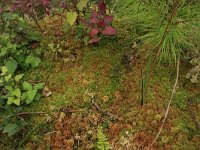 NL, Overijssel, Ommen, Besthemmer Ven 4, Saxifraga-Hans Boll