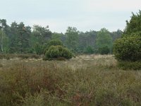 NL, Overijssel, Ommen, Junnerkoeland 1, Saxifraga-Willem van Kruijsbergen