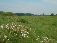 NL, Overijssel, Ommen, Junnerkoeland 14, Saxifraga-Willem van Kruijsbergen