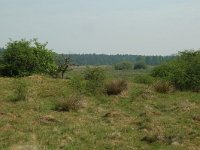 NL, Overijssel, Ommen, Junnerkoeland 27, Saxifraga-Willem van Kruijsbergen