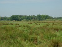 NL, Overijssel, Ommen, Junnerkoeland 36, Saxifraga-Willem van Kruijsbergen