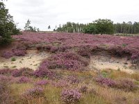 NL, Overijssel, Ommen, Lemelerberg 16, Saxifraga-Mark Zekhuis