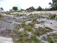 NL, Overijssel, Ommen, Lemelerberg 3, Saxifraga-Mark Zekhuis