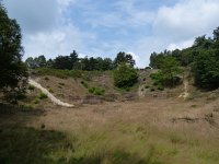 NL, Overijssel, Ommen, Lemelerberg 5, Saxifraga-Mark Zekhuis