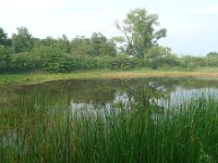 NL, Overijssel, Raalte, Boelerveld 13, Saxifraga-Mark Zekhuis