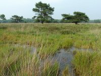 NL, Overijssel, Raalte, Boelerveld 5, Saxifraga-Mark Zekhuis