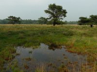 NL, Overijssel, Raalte, Boelerveld 6, Saxifraga-Mark Zekhuis