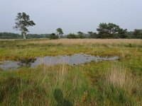 NL, Overijssel, Raalte, Boelerveld 7, Saxifraga-Mark Zekhuis