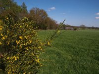 NL, Overijssel, Raalte, Luttenberg 2, Saxifraga-Hans Dekker