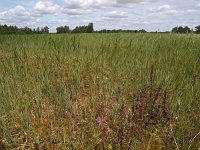 NL, Overijssel, Steenwijkerland, Kalenberg 2, Saxifraga-Hans Dekker