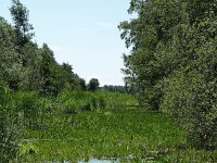 NL, Overijssel, Steenwijkerland, Weerribben 2, Saxifraga-Hans Dekker