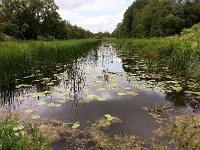 NL, Overijssel, Steenwijkerland, Weerribben 3, Saxifraga-Bart Vastenhouw