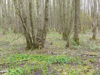 NL, Overijssel, Tubbergen, Mosbeek 1, Saxifraga-Mark Zekhuis